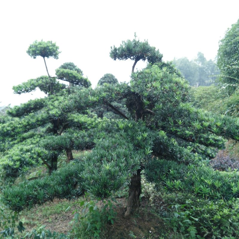 造型罗汉松6一50公分直杆异形临水型盆景桩