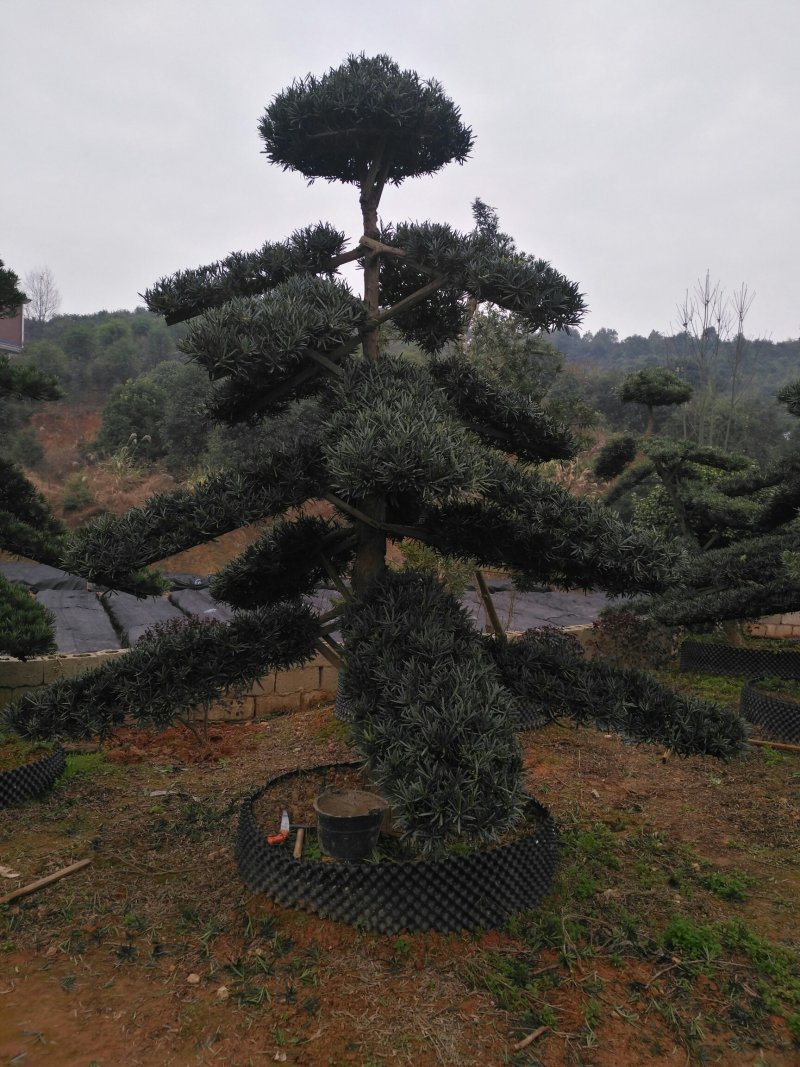 造型罗汉松6一50公分直杆异形临水型盆景桩