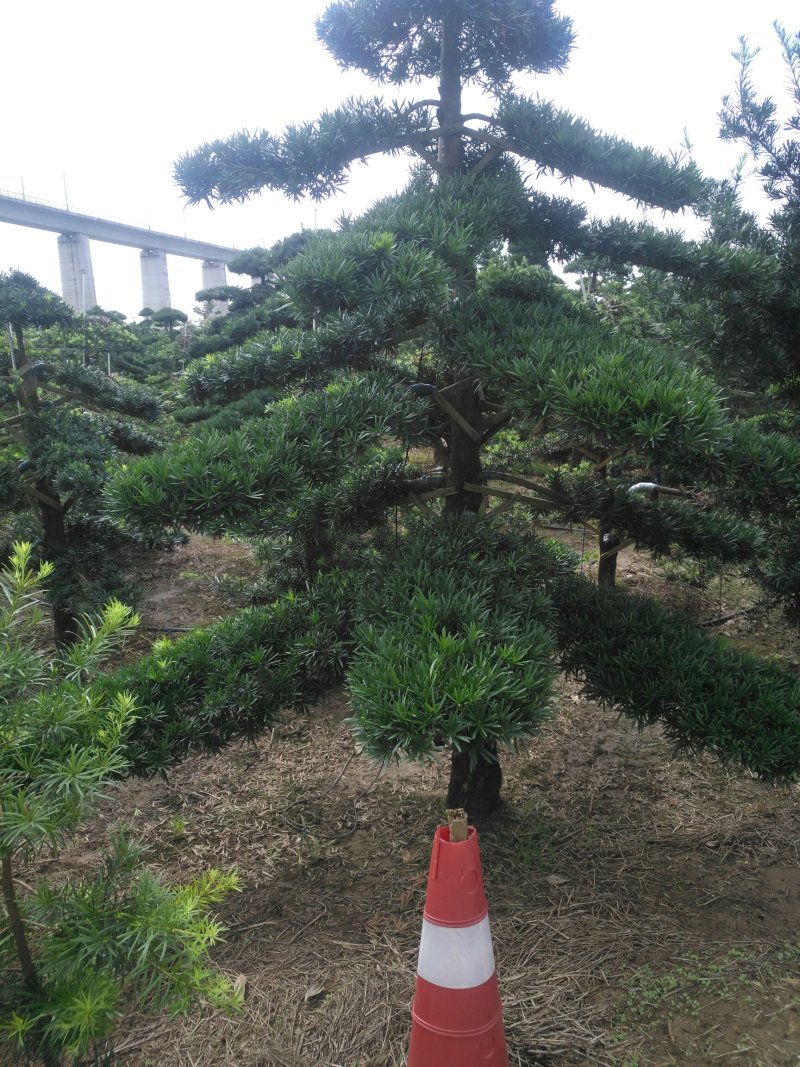 造型罗汉松6一50公分直杆异形临水型盆景桩