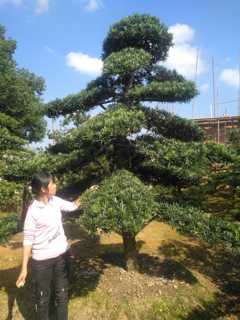 造型罗汉松6一50公分直杆异形临水型盆景桩