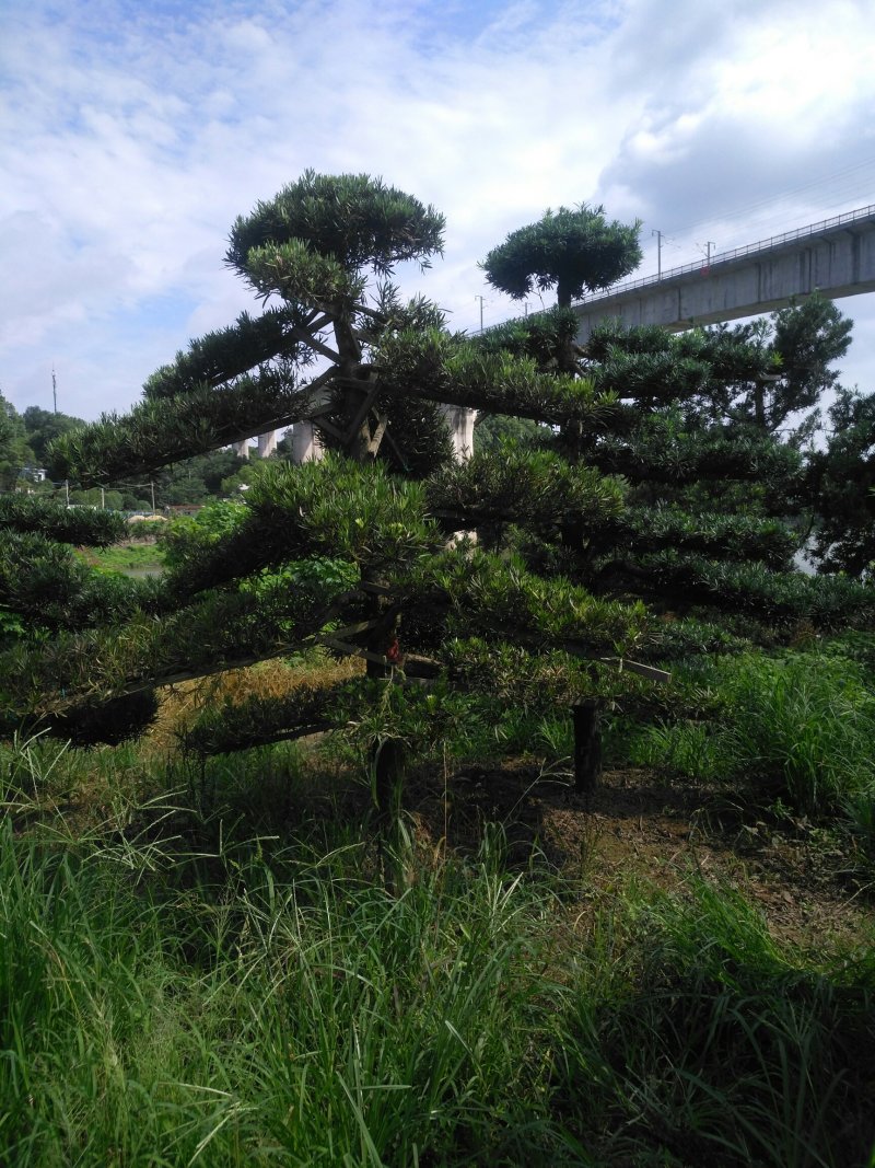 造型罗汉松6一50公分直杆异形临水型盆景桩