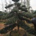 造型罗汉松6一50公分直杆异形临水型盆景桩
