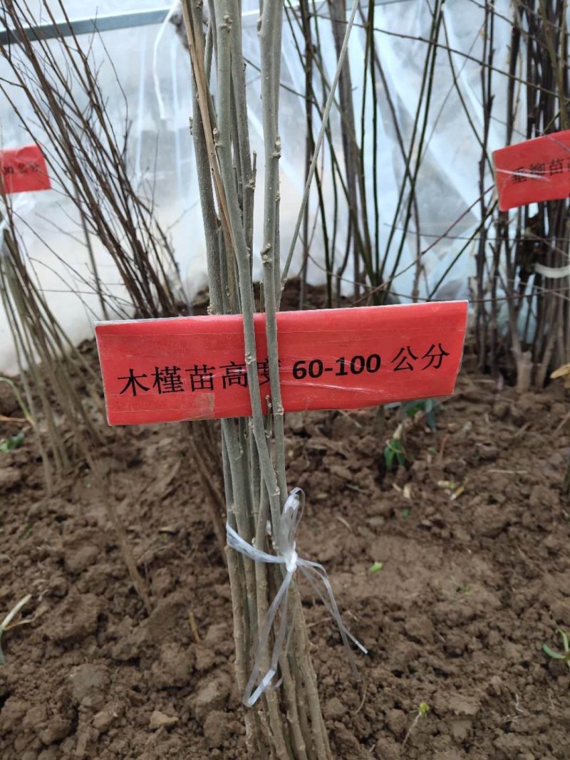 木槿树可视频看货选货一亩田线上交易下单购买包邮发货