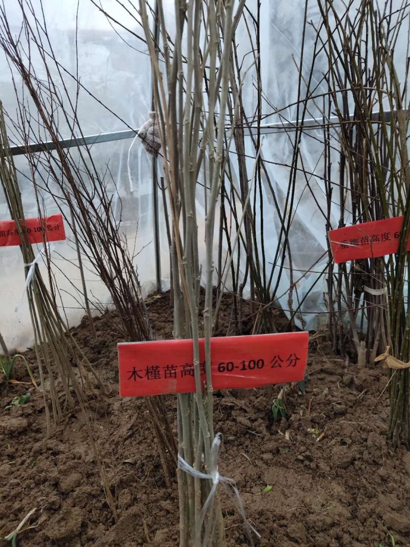 木槿树可视频看货选货一亩田线上交易下单购买包邮发货