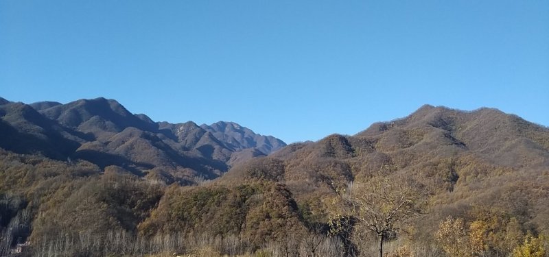 深山土蜂蜜，野蜂蜜北方冬蜜