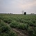 菊花苗