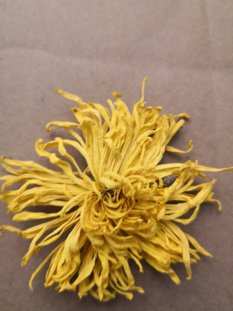 菊花苗