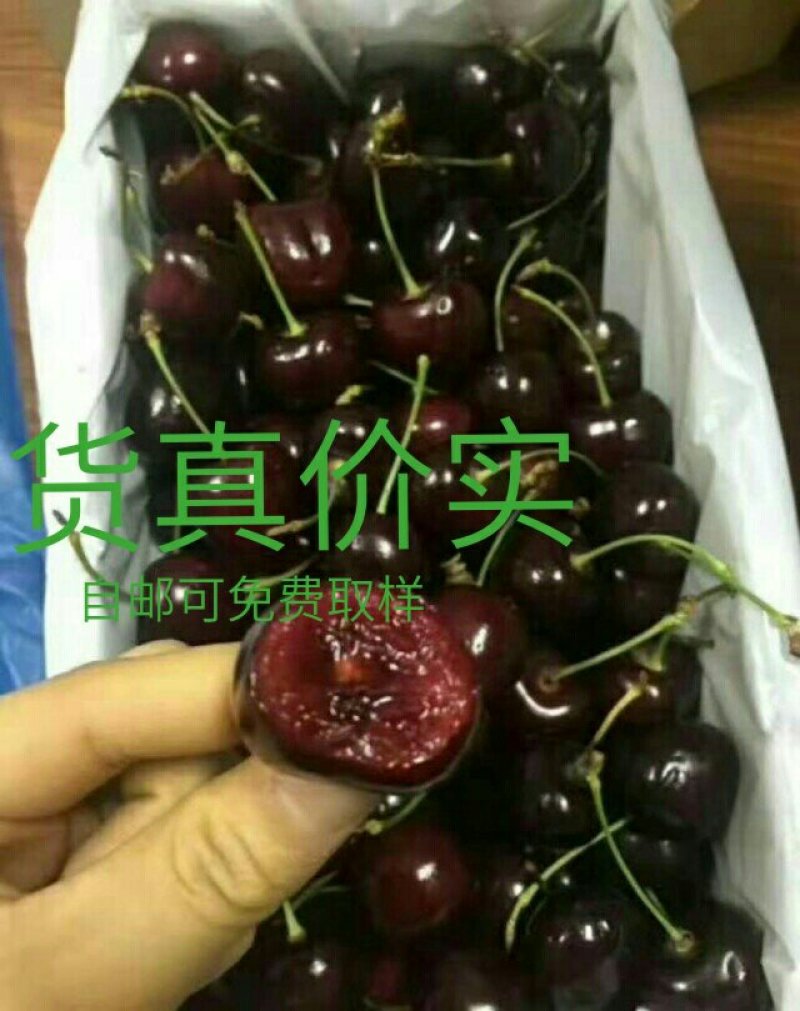 黑珍珠樱桃嫁接苗黑紫色颗粒大肉厚实风味浓厚