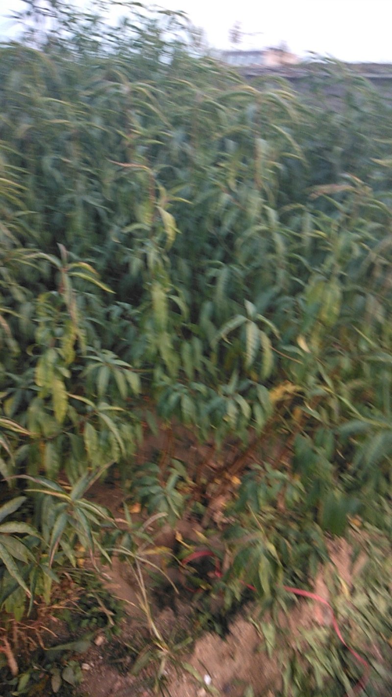 :桃树嫁苗:中油四号。:60～80高:100～150高