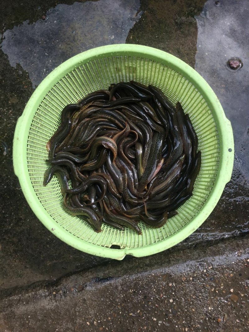 人工养殖