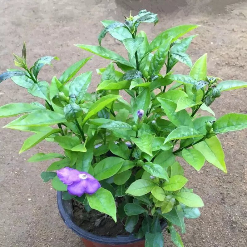 双色茉莉花双色茉莉盆栽双色花苗鸳鸯茉莉花阳台室内外
