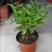 双色茉莉花双色茉莉盆栽双色花苗鸳鸯茉莉花阳台室内外