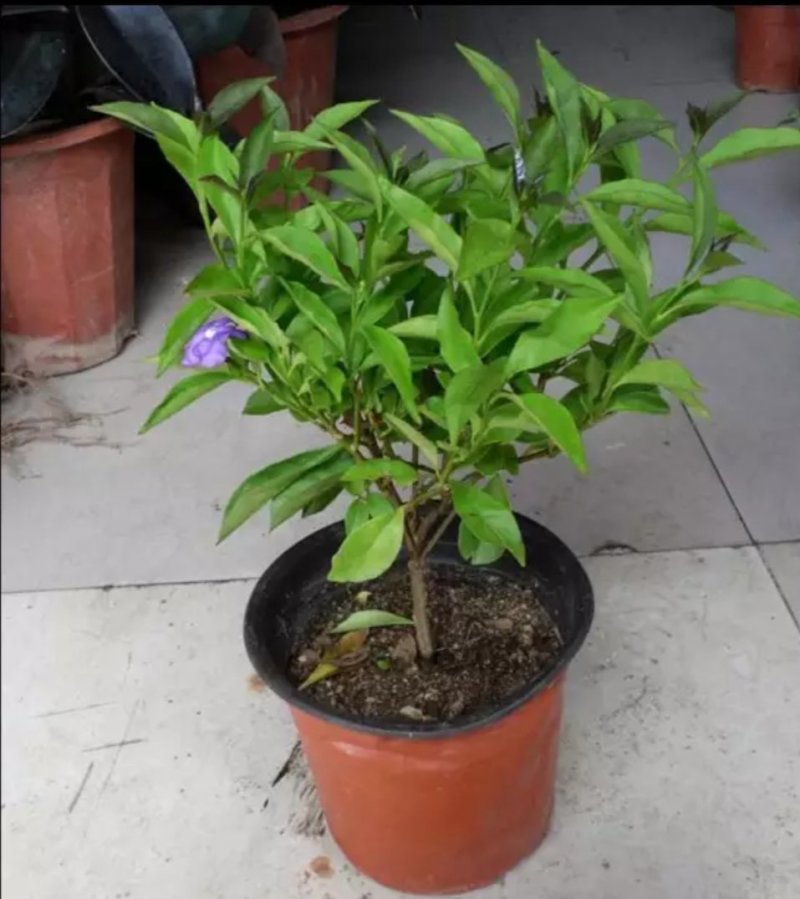 双色茉莉花双色茉莉盆栽双色花苗鸳鸯茉莉花阳台室内外