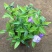 双色茉莉花双色茉莉盆栽双色花苗鸳鸯茉莉花阳台室内外