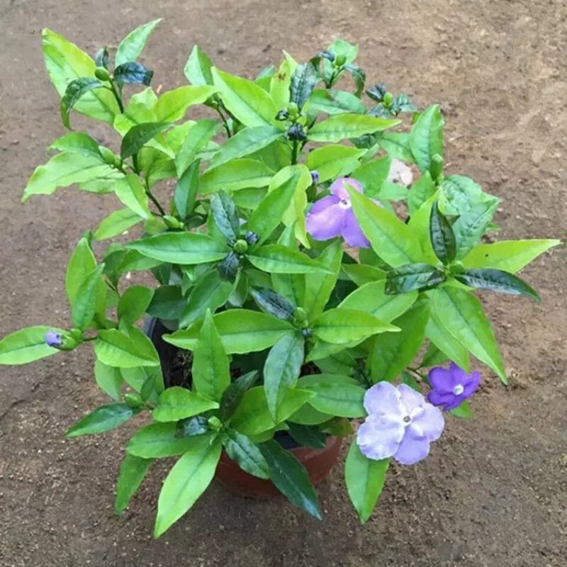 双色茉莉花双色茉莉盆栽双色花苗鸳鸯茉莉花阳台室内外