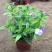 双色茉莉花双色茉莉盆栽双色花苗鸳鸯茉莉花阳台室内外