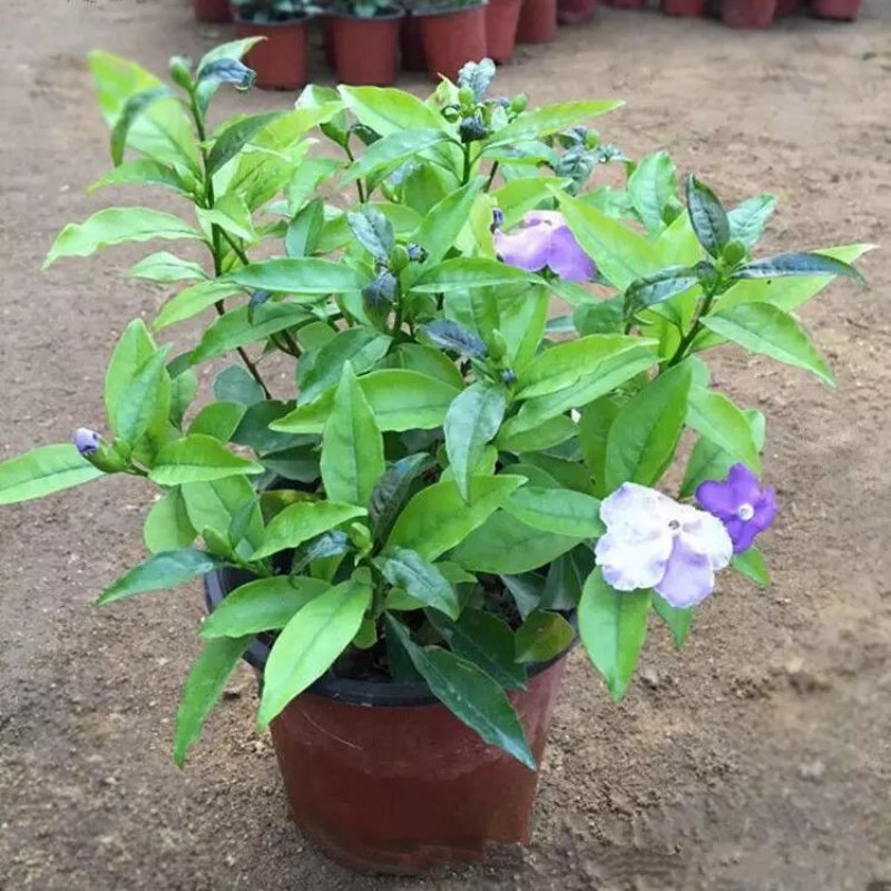 双色茉莉花双色茉莉盆栽双色花苗鸳鸯茉莉花阳台室内外