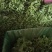 【热】精品散叶生菜量大货优质量保证产地直发意大利球生