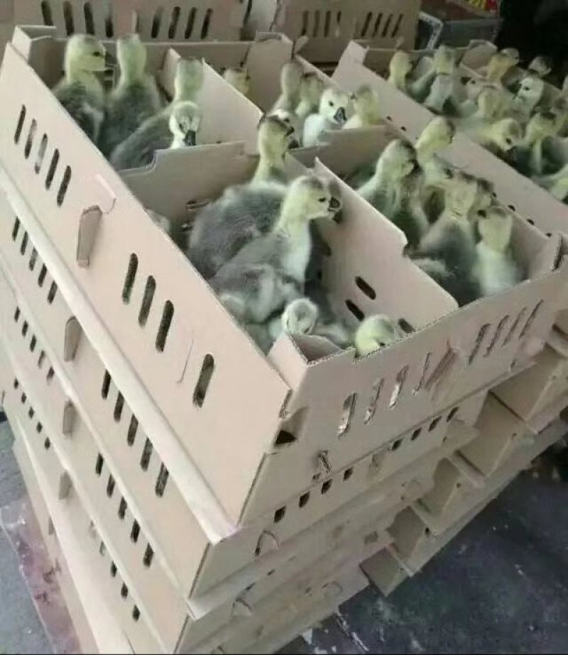 狮头鹅苗