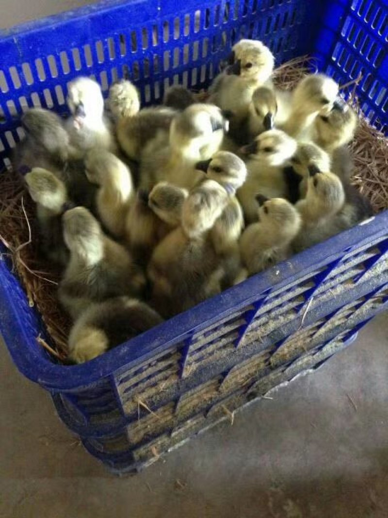 狮头鹅苗