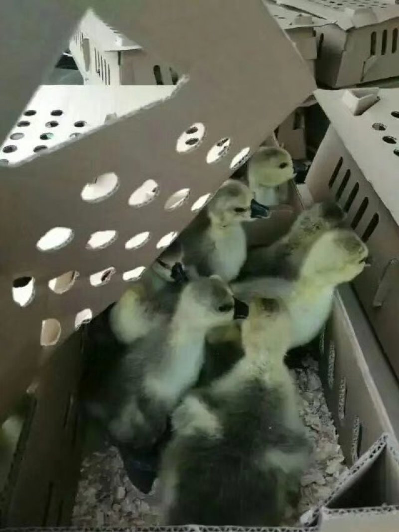 狮头鹅苗