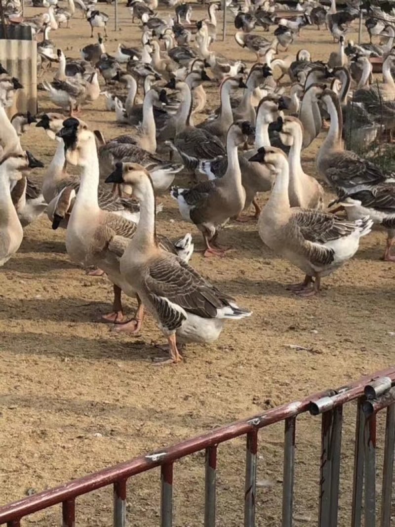 狮头鹅苗