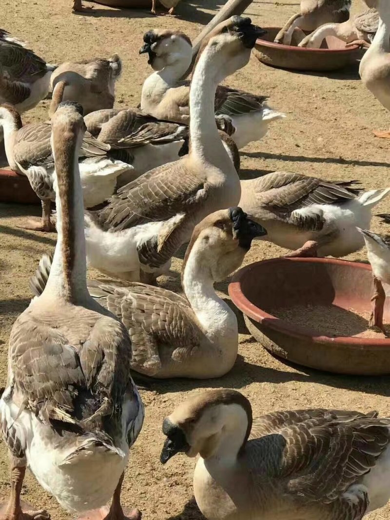狮头鹅苗