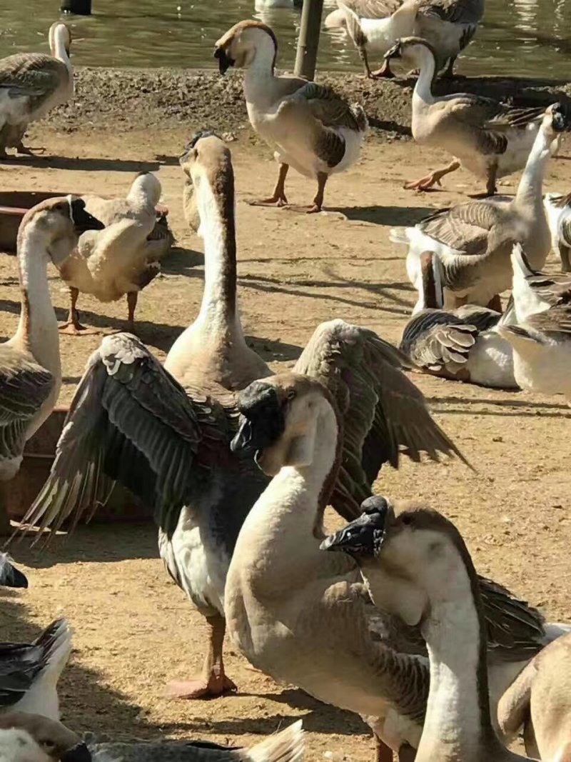 狮头鹅苗