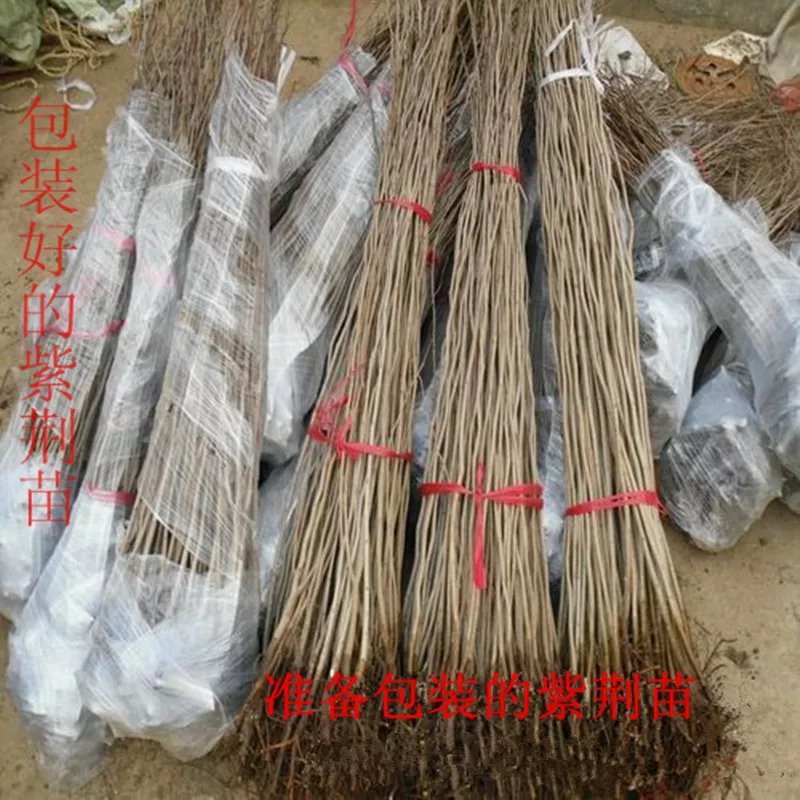 紫荆苗紫荆花树苗四季室外庭院开花紫荆树苗耐寒绿化工程苗南