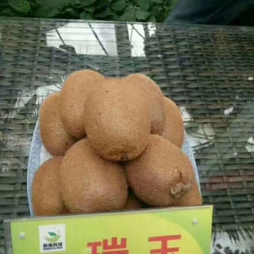 瑞玉猕猴桃