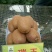 瑞玉猕猴桃