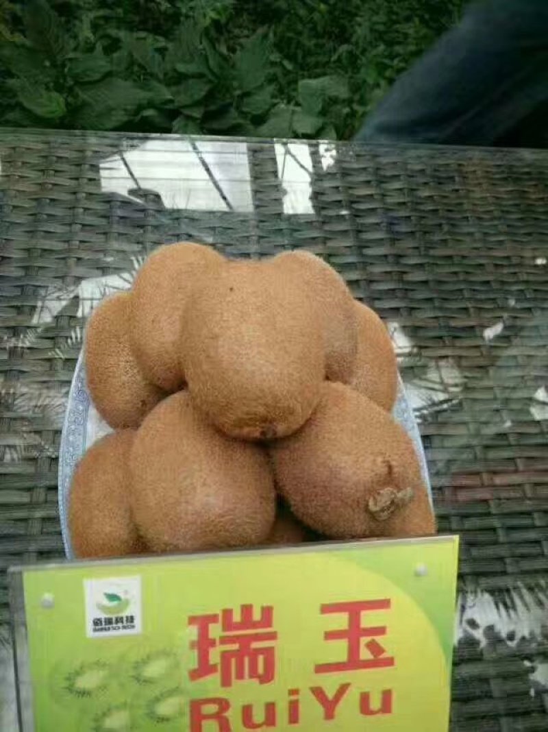 瑞玉猕猴桃