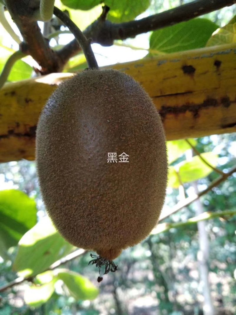 瑞玉猕猴桃