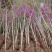 紫荆苗紫荆花树苗四季室外庭院开花紫荆树苗耐寒绿化工程苗南