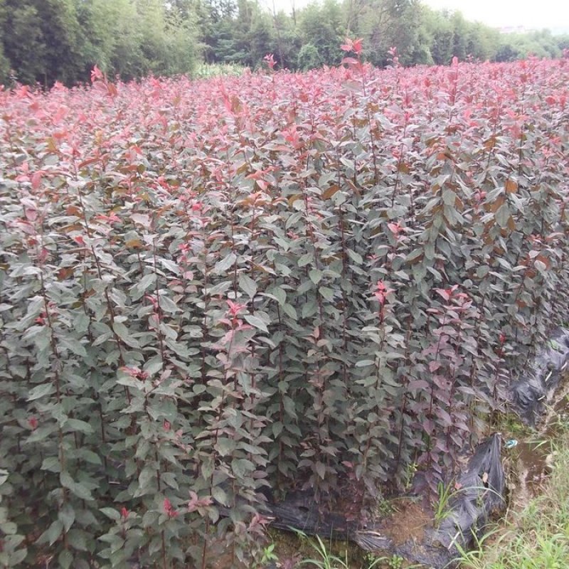 紫叶李树苗紫叶李苗树苗南方北方种植当年开花结果特大甜脆嫁