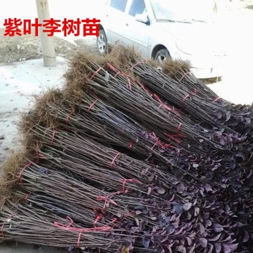 紫叶李树苗紫叶李苗树苗南方北方种植当年开花结果特大甜脆嫁