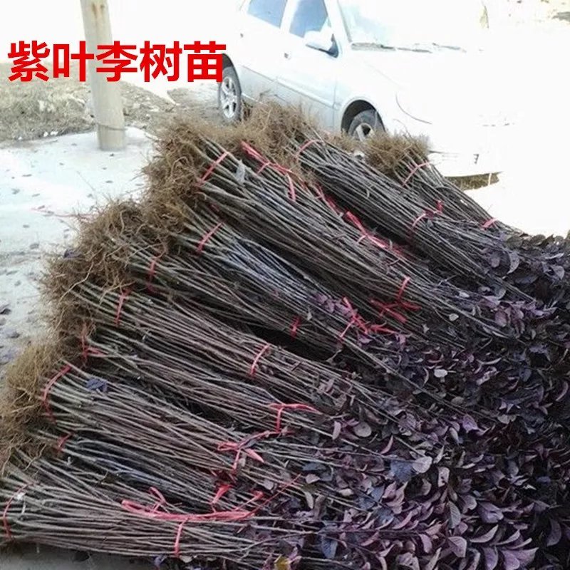 紫叶李树苗紫叶李苗树苗南方北方种植当年开花结果特大甜脆嫁