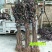 紫叶李树苗紫叶李苗树苗南方北方种植当年开花结果特大甜脆嫁