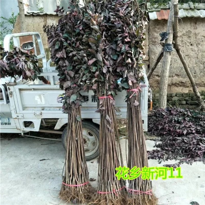 紫叶李树苗紫叶李苗树苗南方北方种植当年开花结果特大甜脆嫁