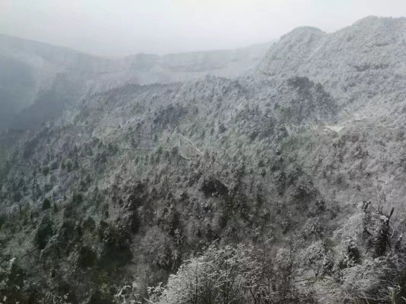 有林地