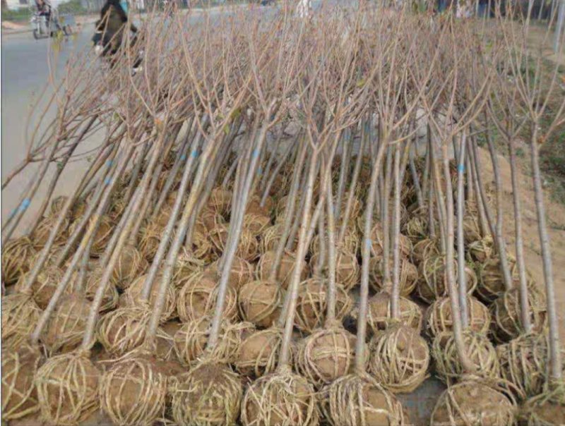 樱花树苗武大樱花树苗庭院室外花卉四季别墅绿化大型耐寒植物