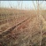 樱花树苗武大樱花树苗庭院室外花卉四季别墅绿化大型耐寒植物