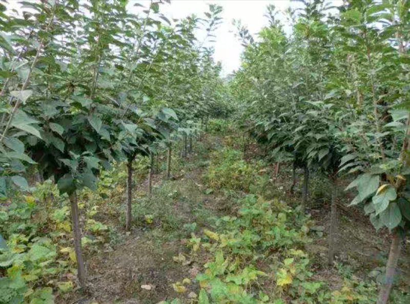 樱花树苗武大樱花树苗庭院室外花卉四季别墅绿化大型耐寒植物