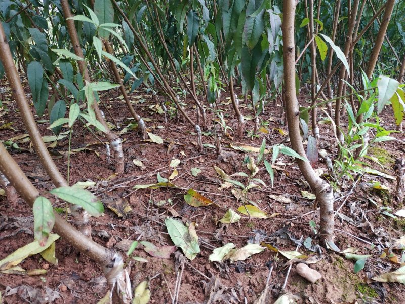 大量出售嫁接桃苗四川胭脂脆桃黄桃晚湖景桃冬桃等