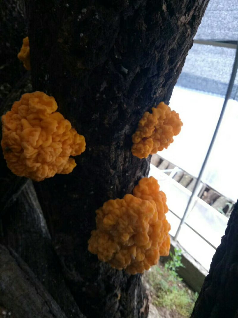 黄金木耳