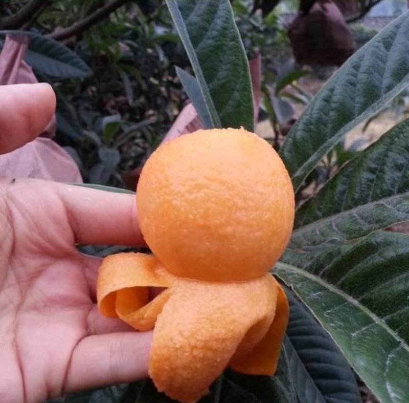 枇杷苗枇杷苗嫁接枇杷树苗大五星南方北方种植盆栽地栽特大果