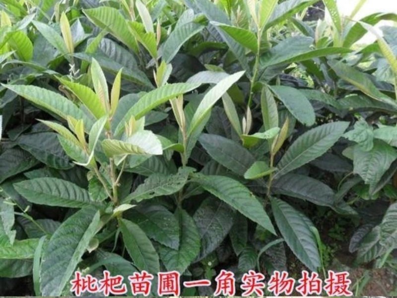 枇杷苗枇杷苗嫁接枇杷树苗大五星南方北方种植盆栽地栽特大果