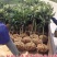 枇杷苗枇杷苗嫁接枇杷树苗大五星南方北方种植盆栽地栽特大果