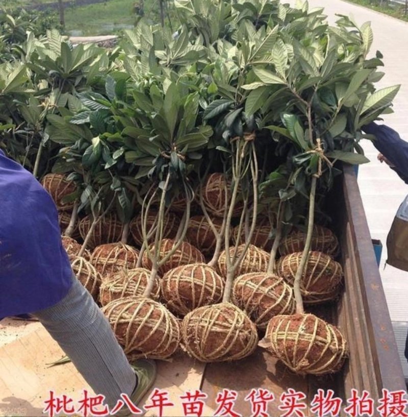 枇杷苗枇杷苗嫁接枇杷树苗大五星南方北方种植盆栽地栽特大果