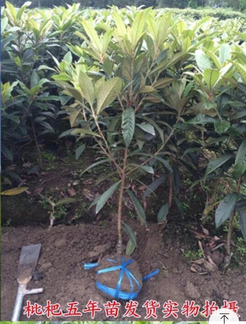 枇杷苗枇杷苗嫁接枇杷树苗大五星南方北方种植盆栽地栽特大果